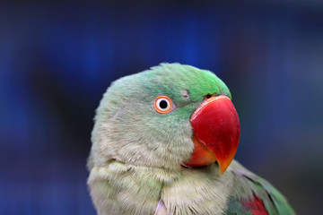 parrot