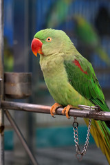 parrot