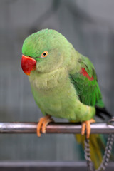 parrot