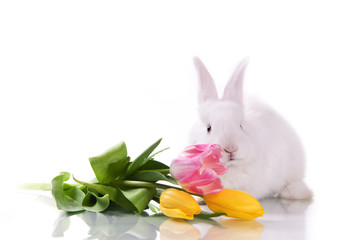 little rabbit and flowers