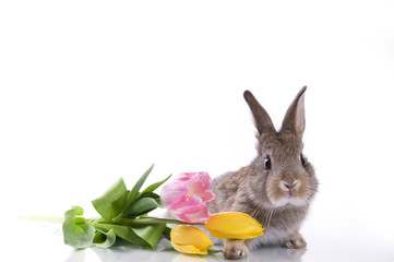 little rabbit and flowers