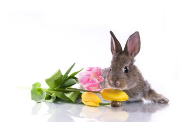 little rabbit and flowers
