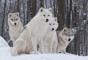 Meute de loups arctiques