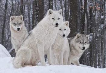Papier Peint photo Loup Meute de loups arctiques