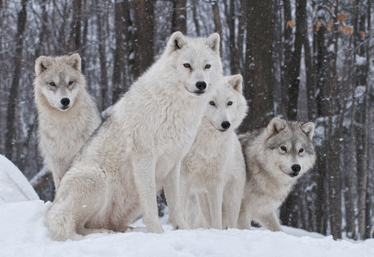 Fototapeta Fototapeta Cztery wilki polarne w lesie XL