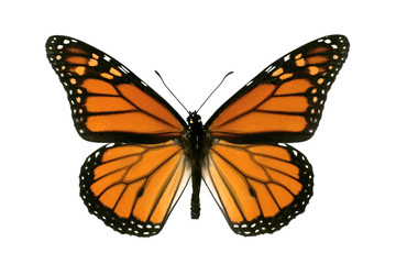 Butterfly, Monarch, Milkweed, Wanderer, Danaus plexippus, male,