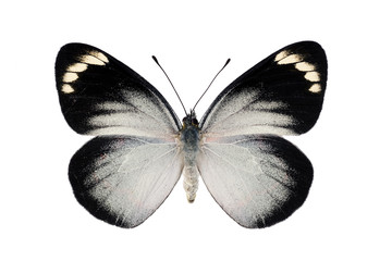Butterfly, Black Jezebel, Delias nigrina, female Australian butt