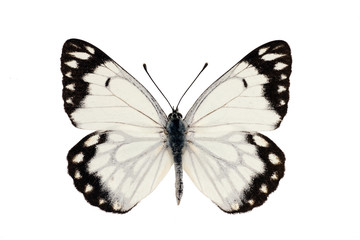 Naklejka premium Butterfly, Caper White, Caper Gull, Pale form, Belenois java, ma