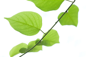 Green leaf isolated on white background