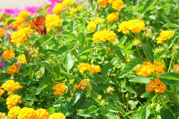 Butterfly on Yellow Flowers