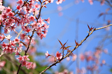 Thai cherry blossom, Sakura