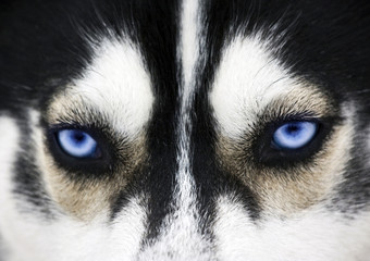 Close up on blue eyes of a dog © erika8213