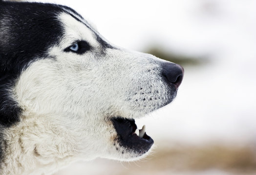 Siberian Husky Howling