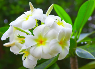 Fototapeta premium Image of White Flowers Plumeria