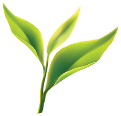 Fresh green tea leaf on white background - obrazy, fototapety, plakaty