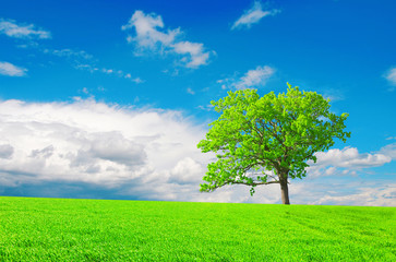 Fototapeta na wymiar beautiful green tree on meadow