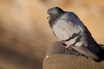Pigeon (Columba palumbus)