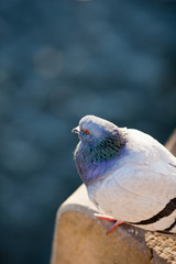 Pigeon (Columba palumbus)