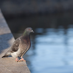 Pigeon (Columba palumbus)