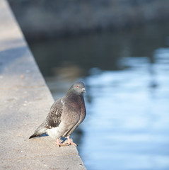 Pigeon (Columba palumbus)