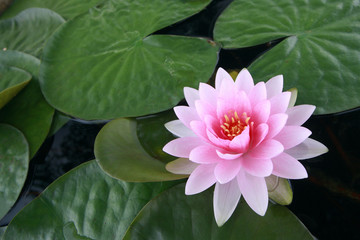 water lily, lotus