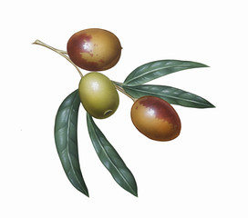 Branch of Olives