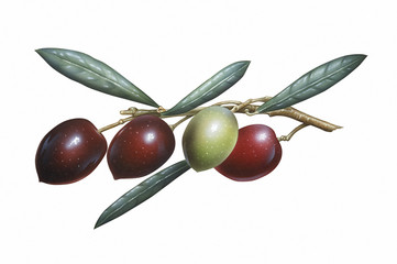 Branch of Olives
