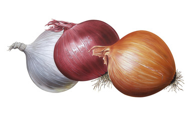 Onions