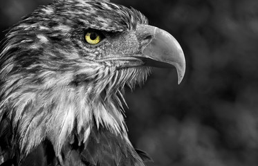 Eyecatcher