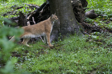 Luchs