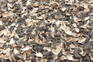 empty sunflower seed shells with selective focus