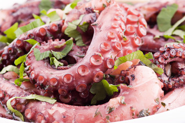 Oktopus © HLPhoto