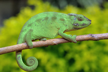 caméléon