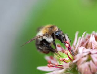Bumblebee