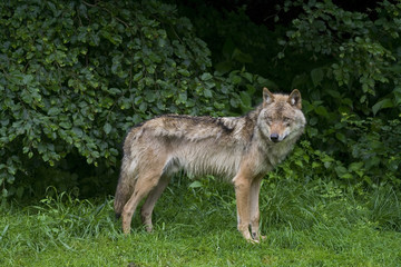 Naklejka na ściany i meble Wolfsrüde (Canis lupus)