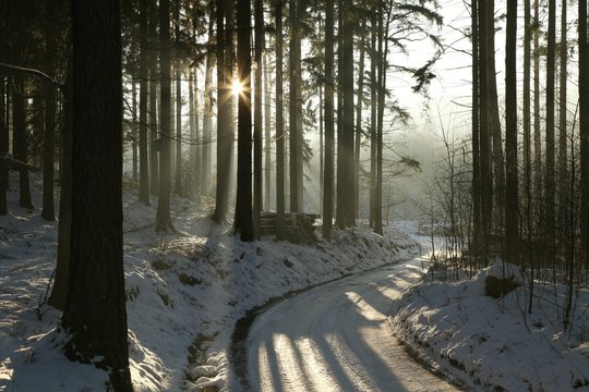 Fototapeta Path in the winter coniferous forest at dusk