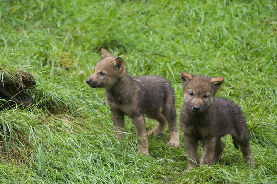 Fototapeta Wolfswelpen ( Canis lupus )