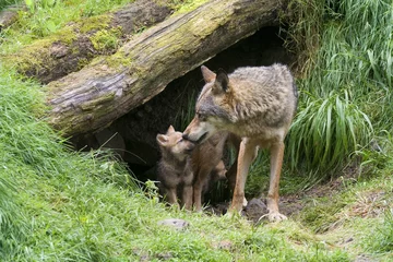 Fototapete Wolf Wölfin mit ihren Welpen