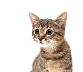 Fototapeta premium kitten looks on white background