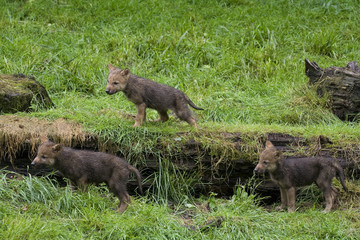 Wolfswelpen ( Canis lupus )