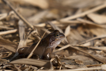 Frogs