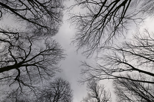 Fototapeta TREES
