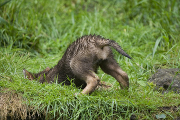 Wolfswelpe ( Canis lupus )