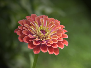 Salmon Zinnia