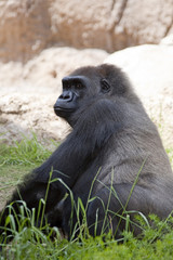 Gorilla