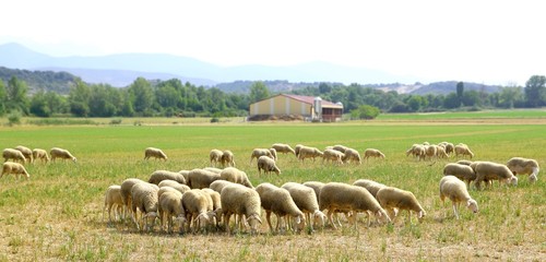 sheep flock grazing meadow in grass field © lunamarina