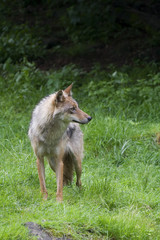 Wölfin ( Canis lupus )