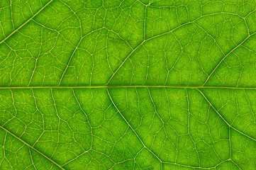 Fototapeta na wymiar Leaf of a plant
