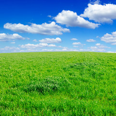 Obraz premium spring field