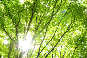 green leaves
